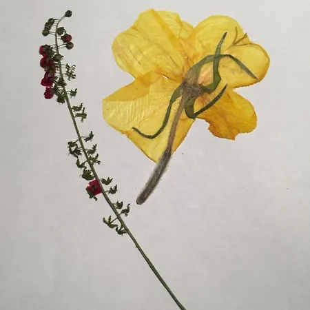 Bed & Breakfast Villa Dolne Saliby *