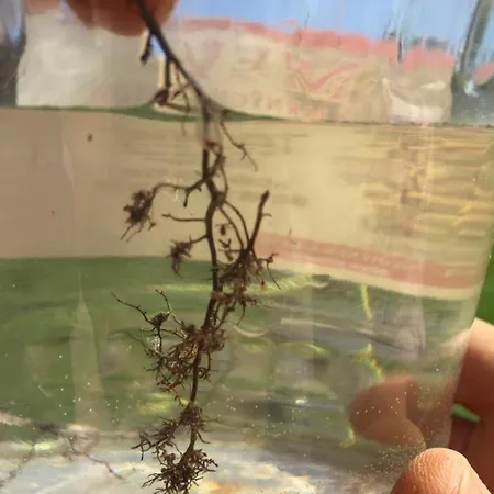 Villa Dolne Saliby * Dolne Saliby