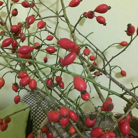 Villa Dolne Saliby *