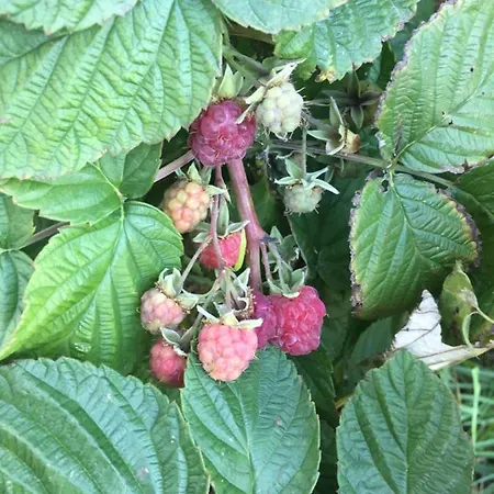 Villa Dolne Saliby * Dolne Saliby