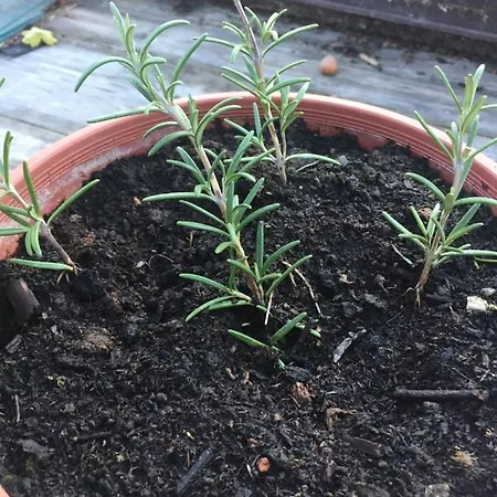 Villa Dolne Saliby Oda ve Kahvaltı