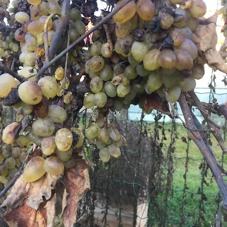 Villa Dolne Saliby * Dolne Saliby