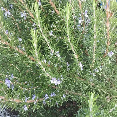 Villa Dolne Saliby Alojamento de Acomodação e Pequeno-almoço Dolne Saliby