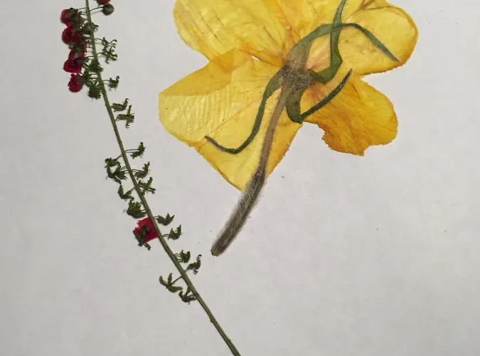 Panzió Villa Dolne Saliby *