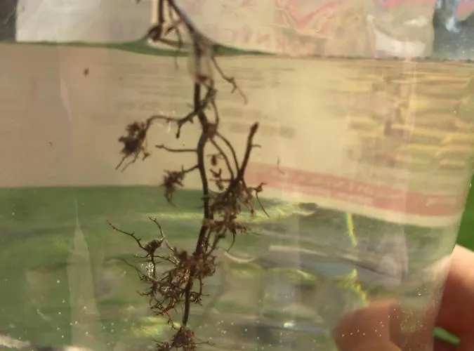 Villa Dolne Saliby * Alsószeli