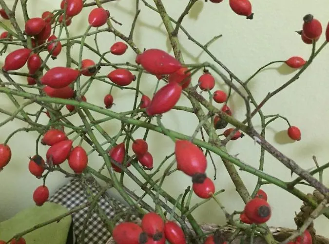 Villa Dolne Saliby *