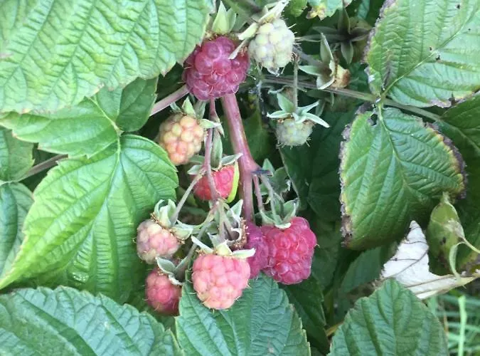 Villa Dolne Saliby * Alsószeli