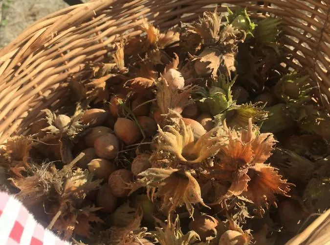 Villa Dolne Saliby Panzió *