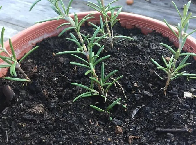 Villa Dolne Saliby Panzió