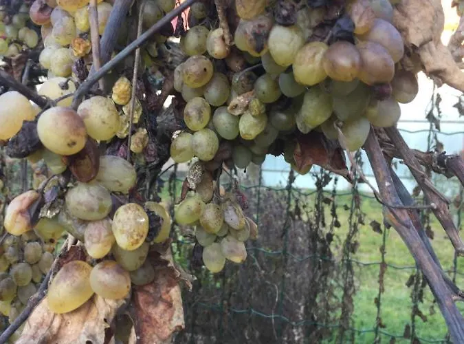 Villa Dolne Saliby * Alsószeli