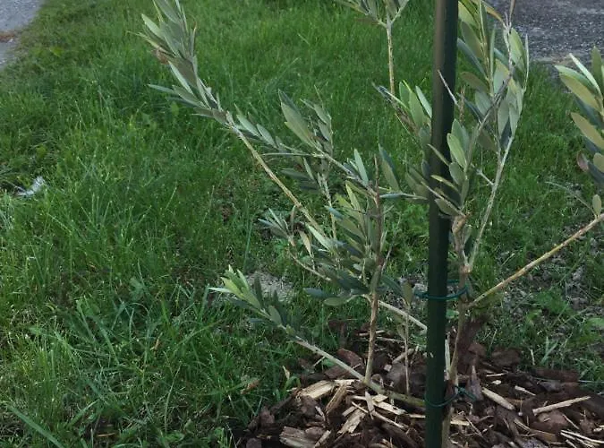 Villa Dolne Saliby Panzió Alsószeli