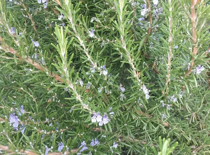 Villa Dolne Saliby Panzió Alsószeli